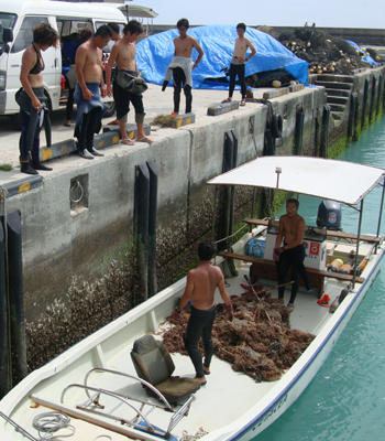 釣り糸撤去作業