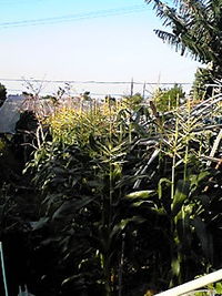 すくすく 2009/05/13 17:42:07