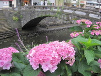 梅雨入り･･･紫陽花の花 2012/06/09 01:38:48