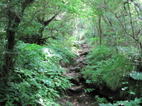 普賢岳新道 2012/06/20 08:24:01