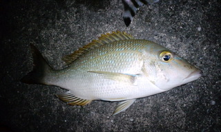 最近の釣果