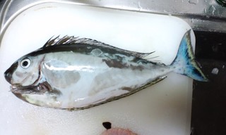 最近の釣果