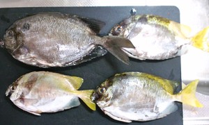 釣果