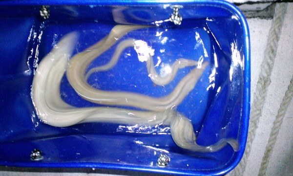 釣果
