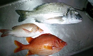最近の釣果
