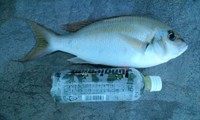 釣果