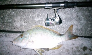 最近の釣果