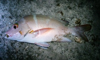 最近の釣果