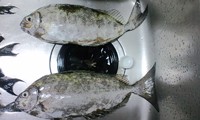 北部釣行