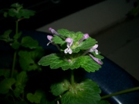 分かる方いますか～？＾＾ 2008/01/25 20:56:51