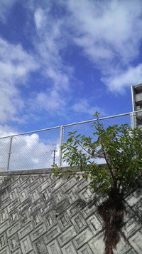 まだまだ 2008/10/10 10:23:26
