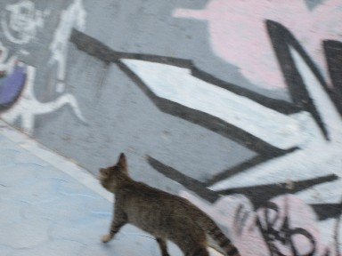 ウォーキング　ねこ　ｉｎ砂辺　