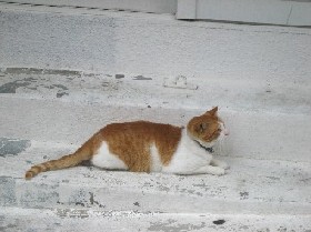 呼び込み　猫　編