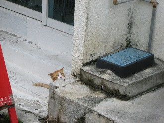 呼び込み　猫　編