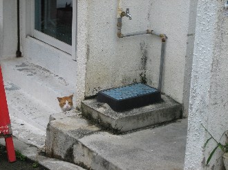 呼び込み　猫　編