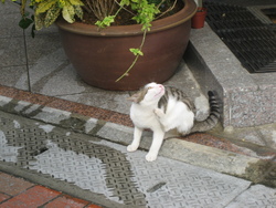 退場　～桜坂劇場の猫～