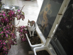退場　～桜坂劇場の猫～