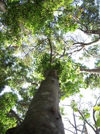 復興を願います。 2008/05/16 23:52:49