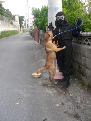忍者出没