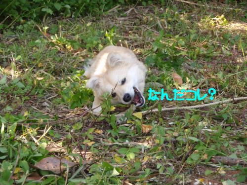 格闘？