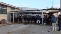初競り＾＾ 2013/01/15 11:55:46