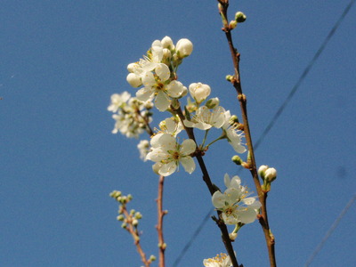 すももの花＾＾