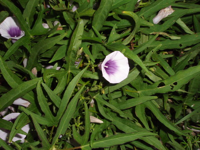 サツマイモの花