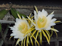 ドラゴンの花開花＾＾