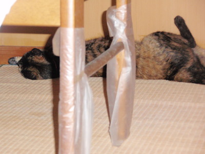チビには涼しい場所？？