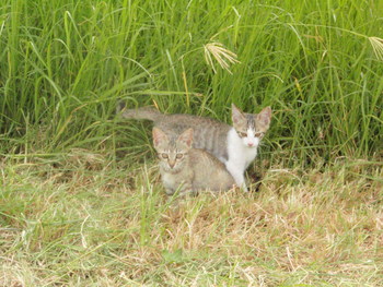 子猫＾＾