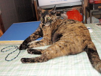 台風９号接近！！ 2011/08/04 21:38:02