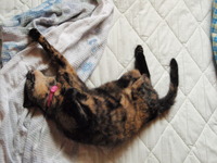 夏が帰って来た？？？ 2011/09/28 20:38:10