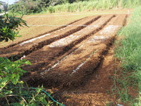 冬野菜の植え付け＾＾