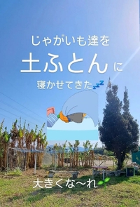 やっと　じゃがいも土in