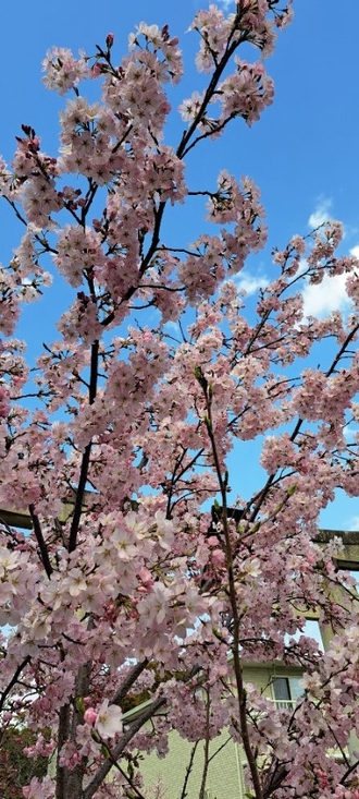 大宮神社の桜満開