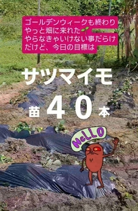 サツマイモ４０本植えてきたー✨️