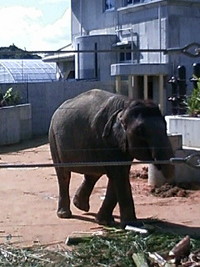 ぞぉ in zoo♪ 2008/02/14 23:15:33
